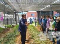 사본 -[농업정책과]상주시 친환경인증“인삼”재배면적 전국1위!.jpg