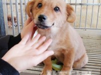 [축산과]전국 최초! 유기동물 입양 딜리버리 서비스.jpg