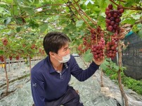 [기술보급과]국내 육성 포도 「홍주씨들리스」 첫 출하1.jpg
