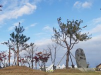 사본 -[산림녹지과]상주시, 천연기념물 ‘정이품송’ 자목 심어(경상감영공원).jpg