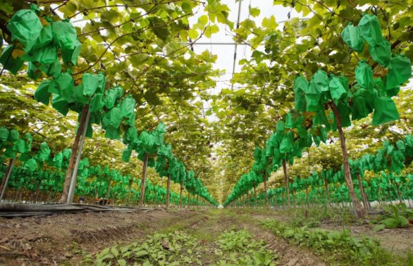 (농업정책과)과실전문 생산단지 기반조성사업 최종선정-2.jpg