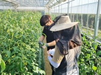 (미래농업과)염류장해 시설재배지 실증시험 사진.jpg