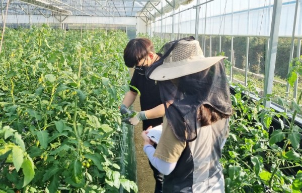 (미래농업과)염류장해 시설재배지 실증시험 사진.jpg