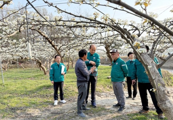 배 저온피해 농가 현장방문.jpg