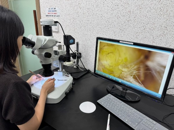 화아분화 검경1.jpeg