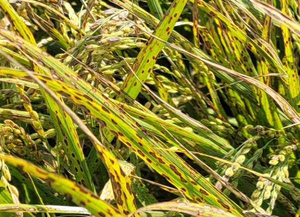 벼깨씨무늬병 사진.jpeg